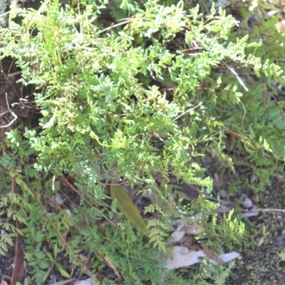 Cheilanthes sieberi subsp. sieberi (Mulga Rock Fern) at Bamarang, NSW - 3 Aug 2020 by plants