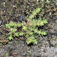 Crassula sieberiana (Austral Stonecrop) at Bamarang, NSW - 4 Aug 2020 by plants