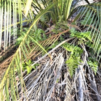 Davallia solida var. pyxidata (Hare's Foot Fern) at Bamarang, NSW - 3 Aug 2020 by plants