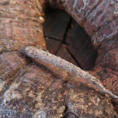 Psychidae (family) IMMATURE (Unidentified case moth or bagworm) at Dunlop, ACT - 1 Aug 2020 by Christine