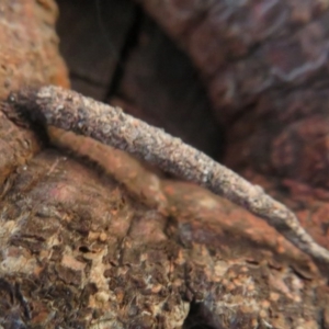 Psychidae (family) IMMATURE at Dunlop, ACT - 1 Aug 2020 05:22 PM