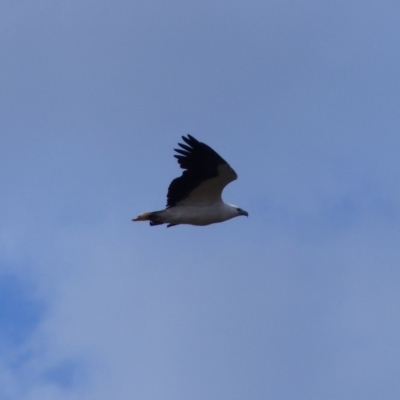 Haliaeetus leucogaster (White-bellied Sea-Eagle) at Black Range, NSW - 4 Aug 2020 by MatthewHiggins