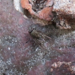 Helina sp. (genus) at Dunlop, ACT - 1 Aug 2020