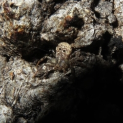 Cymbacha ocellata (Crab spider) at Dunlop, ACT - 1 Aug 2020 by Christine