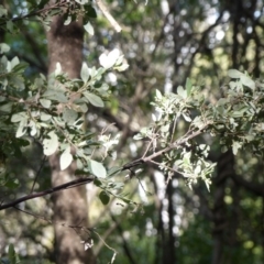 Pomaderris cinerea (Grey Pomaderris) at Black Range, NSW - 4 Aug 2020 by MatthewHiggins