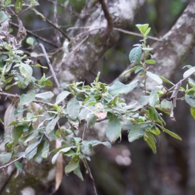 Pomaderris cinerea (Grey Pomaderris) at Black Range, NSW - 4 Aug 2020 by MatthewHiggins