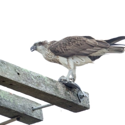 Pandion haliaetus (Osprey) at Merimbula, NSW - 3 Aug 2020 by Leo