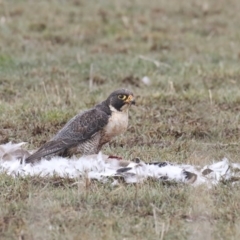 Falco peregrinus (Peregrine Falcon) at Pambula, NSW - 3 Aug 2020 by Leo