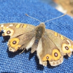 Junonia villida (Meadow Argus) at Mount Majura - 17 Jul 2020 by Christine