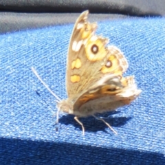 Junonia villida at Hackett, ACT - 17 Jul 2020 12:53 PM