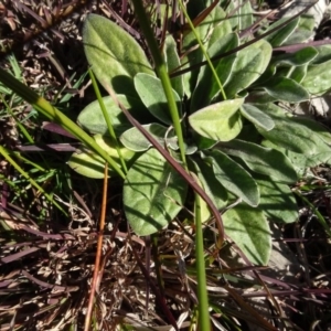 Ammobium craspedioides at Bowning, NSW - 29 Jul 2020