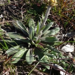 Ammobium craspedioides at Bowning, NSW - 29 Jul 2020