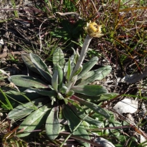 Ammobium craspedioides at Bowning, NSW - 29 Jul 2020