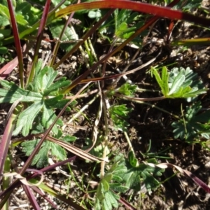 Geranium sp. at Bowning, NSW - 29 Jul 2020 02:50 PM