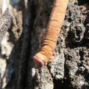 Geometridae (family) IMMATURE at Forde, ACT - 3 May 2020