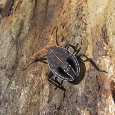 Theseus modestus (Gum tree shield bug) at Forde, ACT - 3 May 2020 by Christine