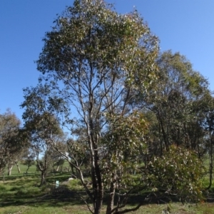 Eucalyptus blakelyi at Bowning, NSW - 29 Jul 2020 02:53 PM