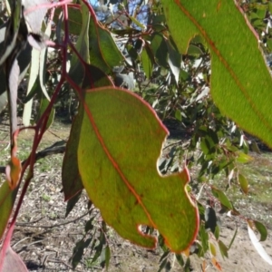 Eucalyptus blakelyi at Bowning, NSW - 29 Jul 2020 02:53 PM