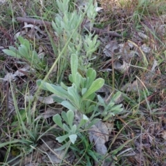 Chrysocephalum apiculatum (Common Everlasting) at Bowning, NSW - 29 Jul 2020 by AndyRussell