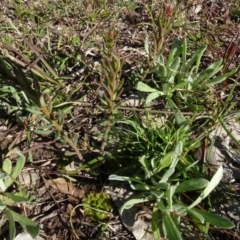 Stackhousia monogyna (Creamy Candles) at Bowning, NSW - 29 Jul 2020 by AndyRussell