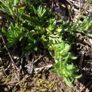 Leptorhynchos squamatus at Bowning, NSW - 29 Jul 2020