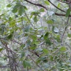 Pomaderris cinerea (Grey Pomaderris) at Black Range, NSW - 4 Aug 2020 by MatthewHiggins