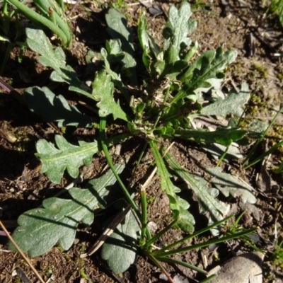 Goodenia pinnatifida (Scrambled Eggs) at Bowning, NSW - 29 Jul 2020 by AndyRussell