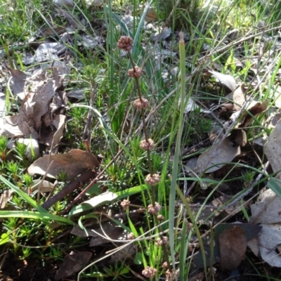 Lomandra multiflora (Many-flowered Matrush) at Bowning, NSW - 29 Jul 2020 by AndyRussell