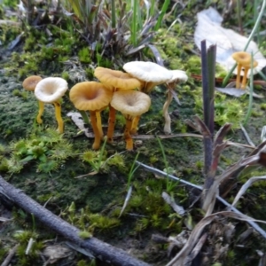 Lichenomphalia chromacea at Bowning, NSW - 29 Jul 2020