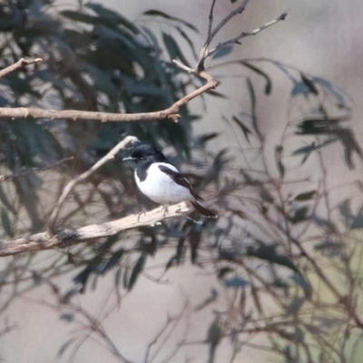 Melanodryas cucullata (Hooded Robin) at Tennent, ACT - 4 Aug 2020 by RodDeb