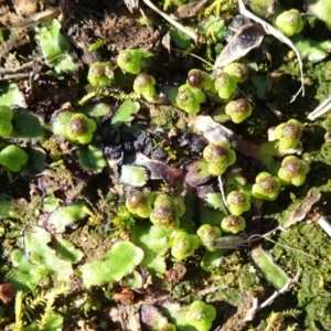 Asterella drummondii at Franklin, ACT - 1 Aug 2020