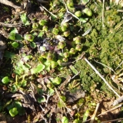 Asterella drummondii at Franklin, ACT - 1 Aug 2020