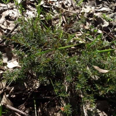 Dillwynia sp. at Bowning, NSW - 29 Jul 2020 by AndyRussell