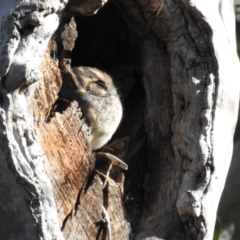 Aegotheles cristatus (Australian Owlet-nightjar) at Acton, ACT - 4 Aug 2020 by HelenCross