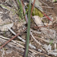 Thelymitra sp. (A Sun Orchid) at Umbagong District Park - 2 Aug 2020 by DerekC