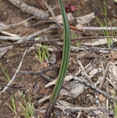 Thelymitra sp. at Latham, ACT - suppressed