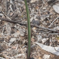 Thelymitra sp. at Latham, ACT - suppressed