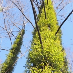 Eucalyptus muelleriana (Yellow Stringybark) at Wyndham, NSW - 20 Jul 2020 by MichaelBedingfield