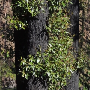 Eucalyptus muelleriana at Wyndham, NSW - 20 Jul 2020 01:42 PM