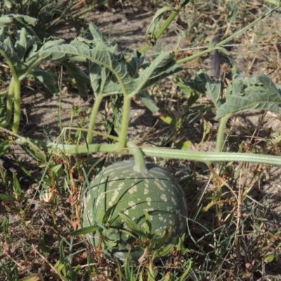 Citrullus amarus (Wild Melon, Camel Melon, Bitter Melon) at Paddys River, ACT - 12 Mar 2019 by michaelb