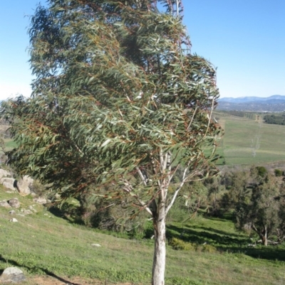 Eucalyptus pauciflora (A Snow Gum) at Holt, ACT - 4 Aug 2020 by dwise