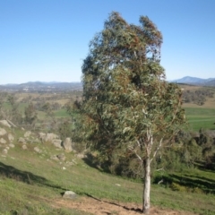 Eucalyptus pauciflora at Mount Painter - 4 Aug 2020 03:28 PM