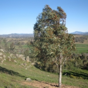 Eucalyptus pauciflora at Mount Painter - 4 Aug 2020 03:28 PM