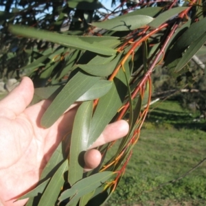 Eucalyptus pauciflora at Mount Painter - 4 Aug 2020 03:28 PM