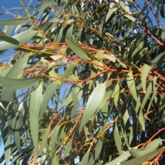 Eucalyptus pauciflora at Mount Painter - 4 Aug 2020 03:28 PM