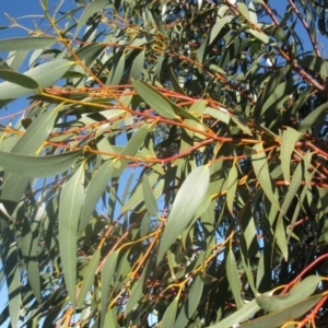 Eucalyptus pauciflora at Mount Painter - 4 Aug 2020 03:28 PM