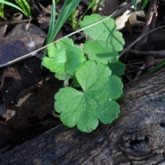 Hydrocotyle laxiflora (Stinking Pennywort) at Bookham, NSW - 29 Jul 2020 by AndyRussell