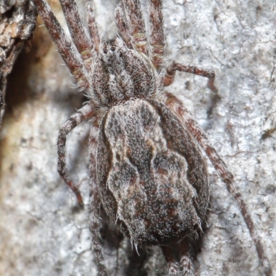 Tamopsis fickerti (Two-tailed spider) at ANBG - 4 Aug 2020 by TimL