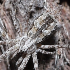 Tamopsis fickerti (Two-tailed spider) at Downer, ACT - 4 Aug 2020 by TimL