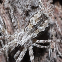 Tamopsis fickerti (Two-tailed spider) at ANBG - 4 Aug 2020 by TimL